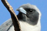 Masked Woodswallow (Artamus personatus)